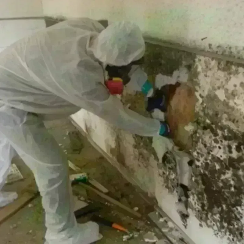 Mold Remediation and Removal in Macon County, GA